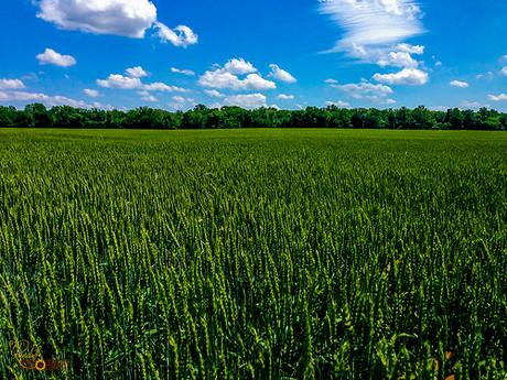 The Green Wheat Field