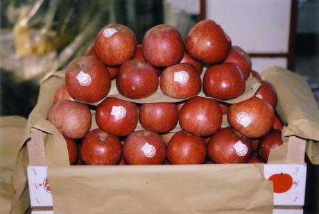 MELANNURCA-CAMPANA-IGP-FOTO