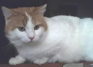 Il nonno, il nipote ed il gatto Pippo