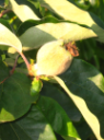 COTOGNA