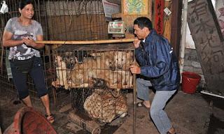 Yulin, Cina: la strage di cani e il solstizio d'estate