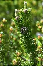 Excursus sui macerati glicerici, Pino mugo, Ribes nigrum