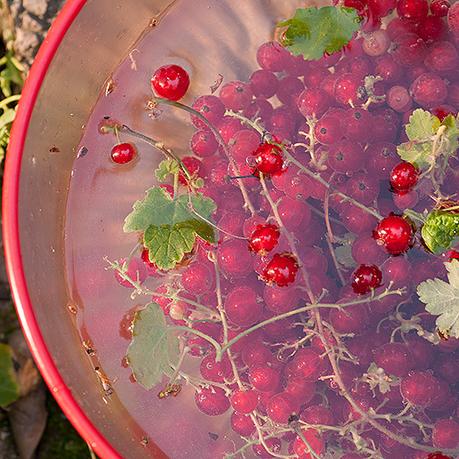 Ribes rosso in grandi quantità