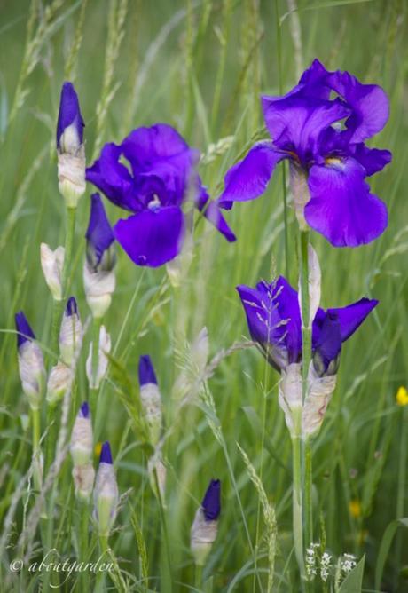 campo con iris