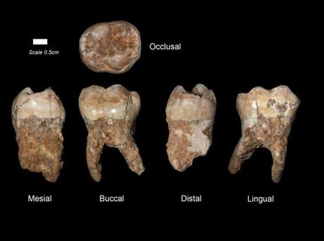 Denti preistorici e sorprese da Israele