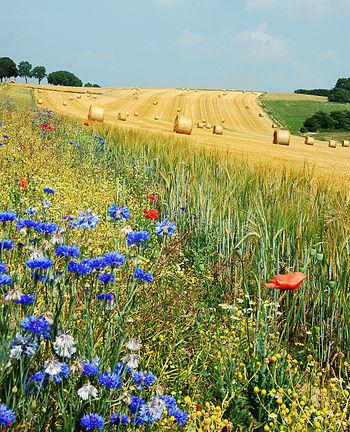 English: Summer field in Belgium (Hamois). The...