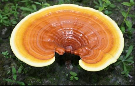 Ganoderma-lucidum-Reishi