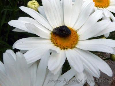 Margherite fiorite ...