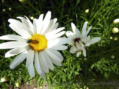 Margherite fiorite ...