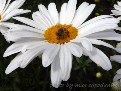 Margherite fiorite ...