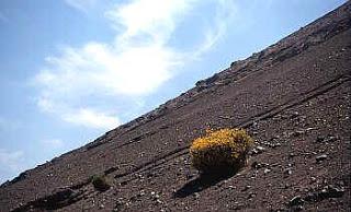 I Peri-Patetici, passeggiate con mio fratello disquisendo sui Massimi Sistemi ai minimi sindacali (N°1): Ginestre leopardiane, Severino, piedi scalzi e giardini d'infanzia di cui avevamo già trattato in precedenza.