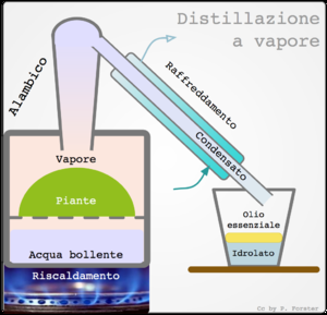 Gli oli essenziali, spremitura, distillazione in corrente di vapore, enfleurage