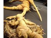 madragora, pianta magica parte prima