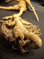 La madragora, pianta magica - parte prima