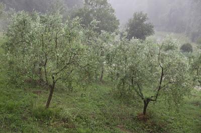 tuoni e fulmini