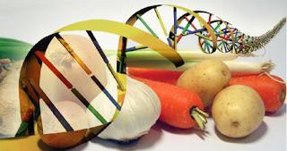 Gli OGM nei nostri alimenti: la relazione del Ministero della Salute