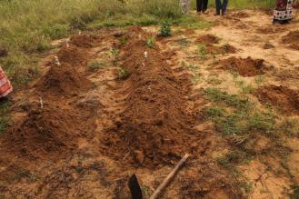 Methods of planting cassava on various soil types