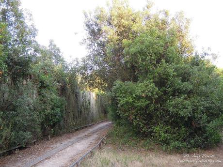 Incontro con la Sibilla alla Foresta di Cuma