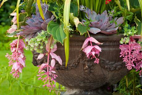 Fioriture in vaso per l’estate (su Houzz)