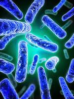 Orientarsi nella giugla dei probiotici