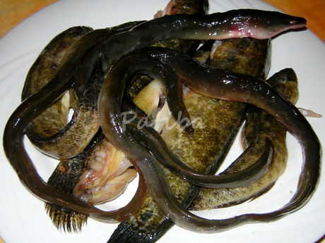 riso anguilla