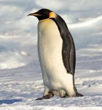 Suor Penguin