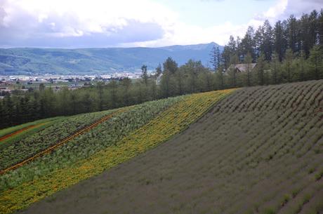 Farm Tomita, 2011, foto di Patrick Colgan