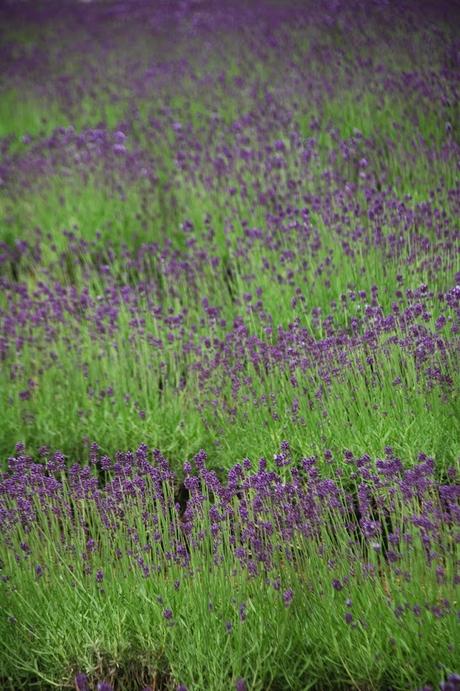 Farm Tomita (foto di Patrick Colgan, 2011)