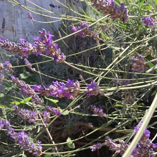 Meravigliosa lavanda! Meravigliosa lavanda!