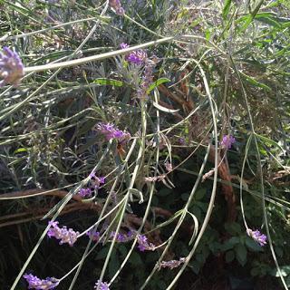 Meravigliosa lavanda! Meravigliosa lavanda!