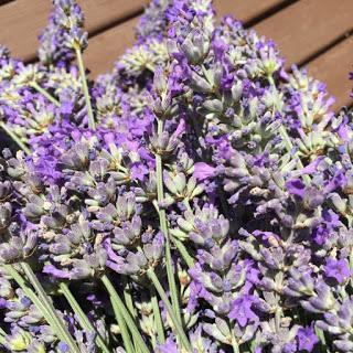 Meravigliosa lavanda! Meravigliosa lavanda!
