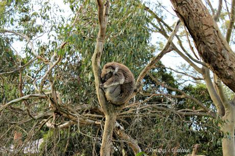 Quel che resta del viaggio – guida rapida su Melbourne e Victoria