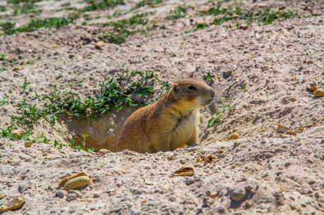 Custer State Park e Badlands National Park: info e curiosità