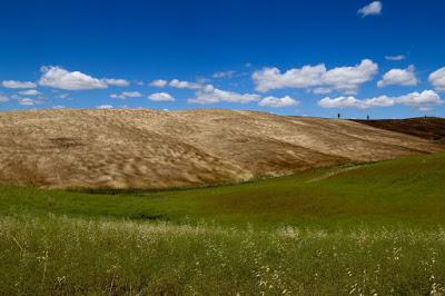 onde si spighe mosse dal vento