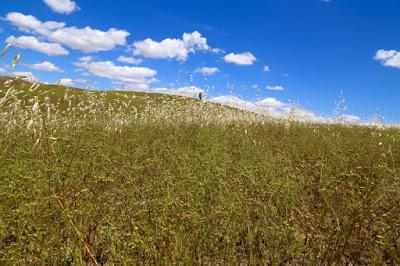 onde si spighe mosse dal vento