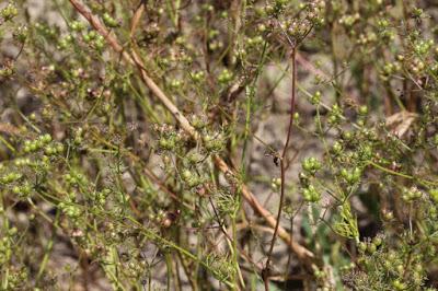 onde si spighe mosse dal vento
