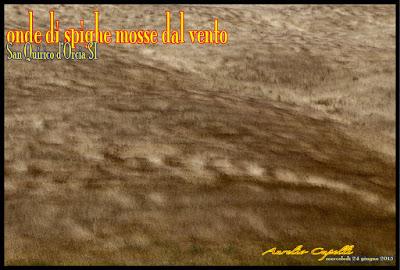 onde si spighe mosse dal vento