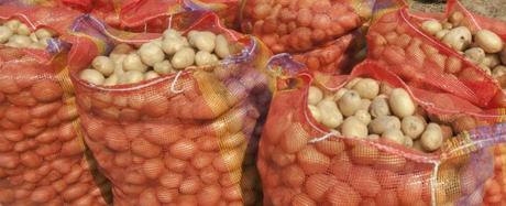 Plastica biodegradabile dagli scarti delle patate, ecco cosa si potrà fare