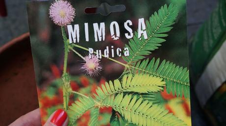 blossom zine blog mimosa pudica1