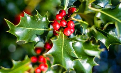 L'agrifoglio o Holly, il fiore di Bach per riaprirsi all'amore