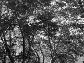 quattro domande Andrea Raos poesia traduzione