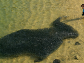 Foto giorno marzo 2010 sardine invadono acapulco