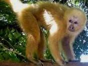 Cebo cappuccino inventa metodo innovativo pesca alle termiti