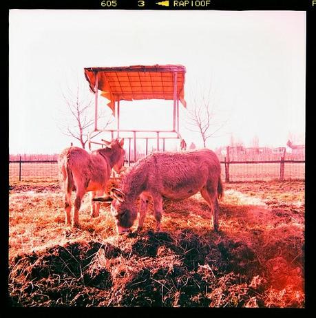 LOMOGRAPHY • all'agriturismo con Ferrania Eura + Fujichrome ASTIA 100F scaduta + cross-processing