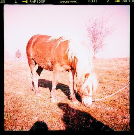 LOMOGRAPHY • all'agriturismo con Ferrania Eura + Fujichrome ASTIA 100F scaduta + cross-processing