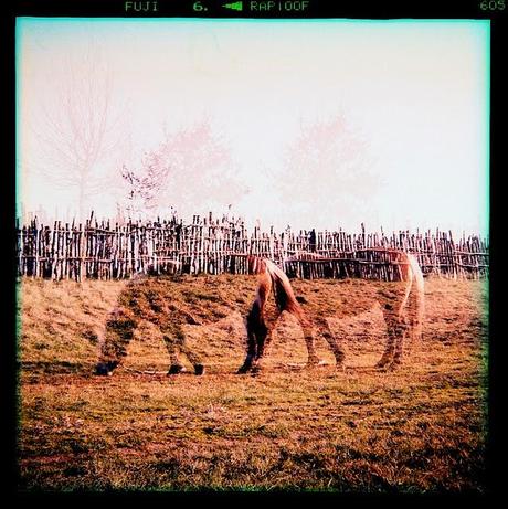 LOMOGRAPHY • all'agriturismo con Ferrania Eura + Fujichrome ASTIA 100F scaduta + cross-processing