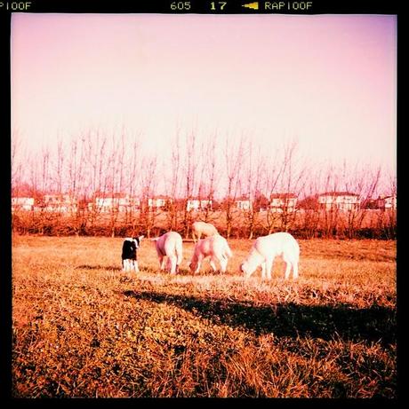 LOMOGRAPHY • all'agriturismo con Ferrania Eura + Fujichrome ASTIA 100F scaduta + cross-processing