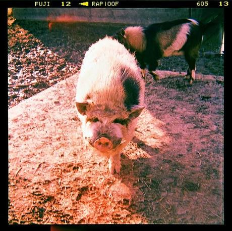 LOMOGRAPHY • all'agriturismo con Ferrania Eura + Fujichrome ASTIA 100F scaduta + cross-processing