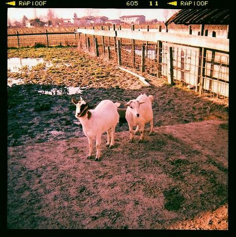 LOMOGRAPHY • all'agriturismo con Ferrania Eura + Fujichrome ASTIA 100F scaduta + cross-processing