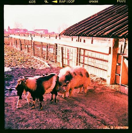 LOMOGRAPHY • all'agriturismo con Ferrania Eura + Fujichrome ASTIA 100F scaduta + cross-processing